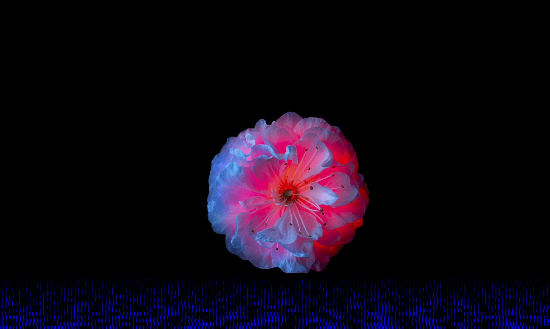 Digital flower blooming on screen triggered by distance sensor
